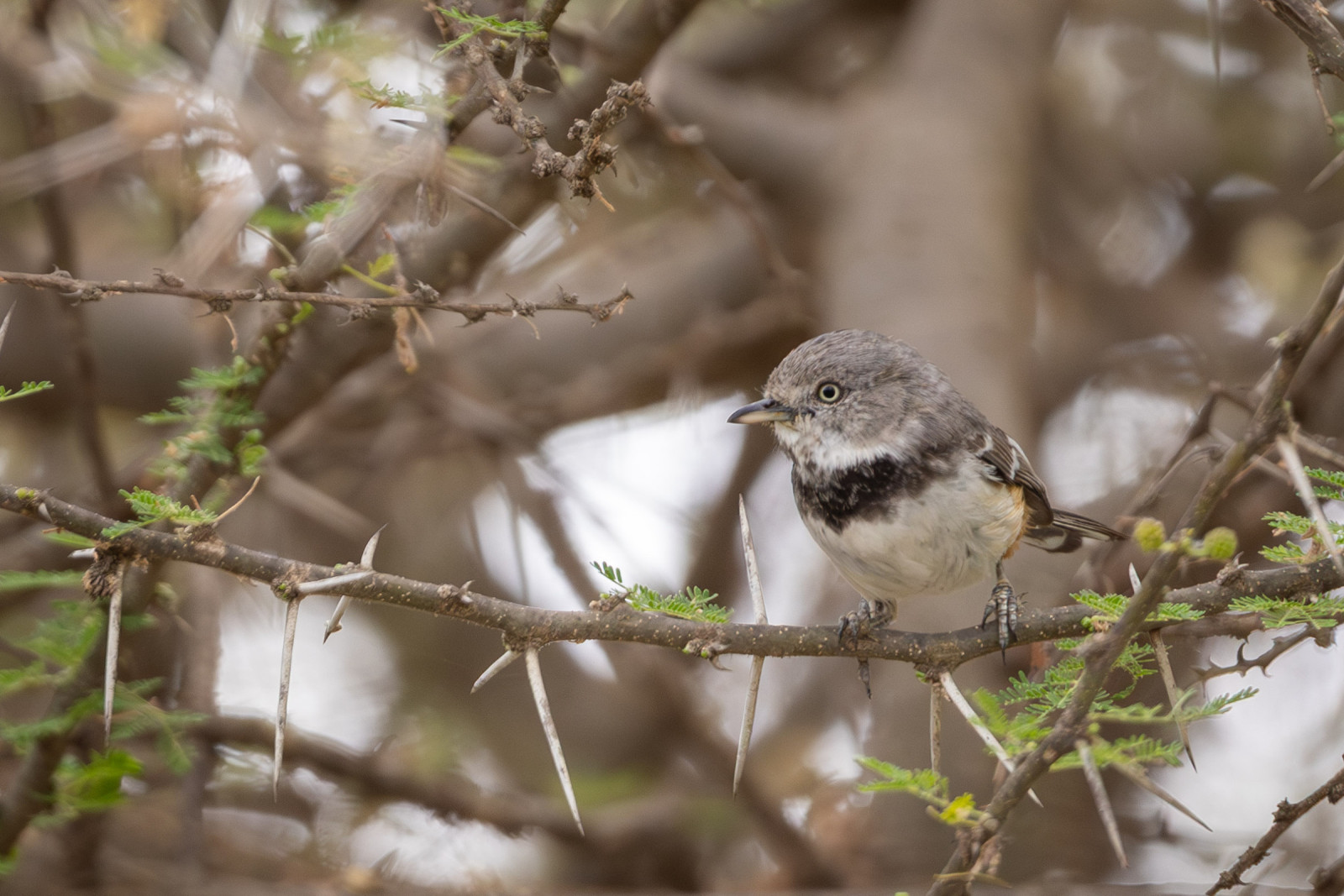 image Banded Parisoma